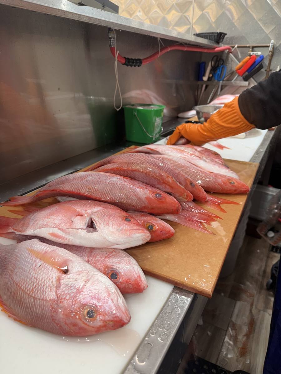 Fresh red snapper being prepped